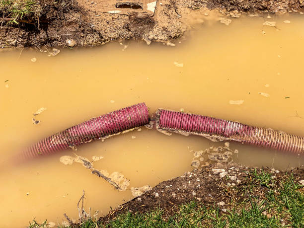 Best Mold removal after water damage  in Bartonvle, IL
